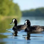 Entdecke die faszinierenden schwarzen Enten mit weißem Kopf: Ein Blick auf die Schönheiten der Wasservögel Deutschlands